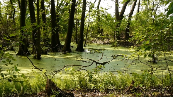 Swamp Covered With Vegetation. alt