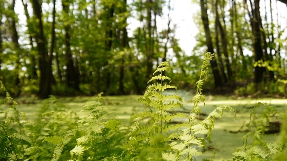 The Sun's Rays In The Wild Forest alt