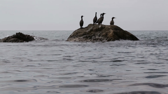 Groups Cormorants On Stones