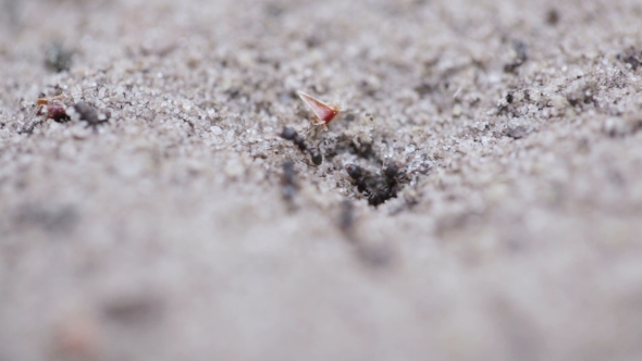 Formic Swarm On Nature alt