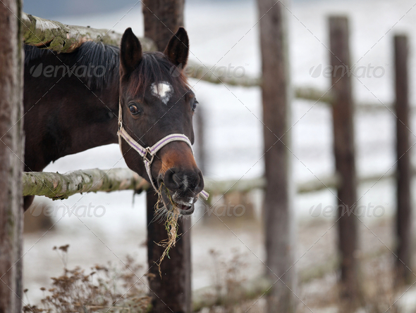 horse - Stock Photo - Images