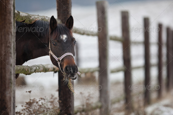 horse - Stock Photo - Images