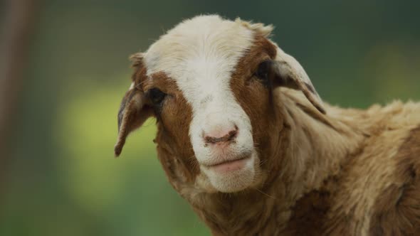 A sheep bleating alt