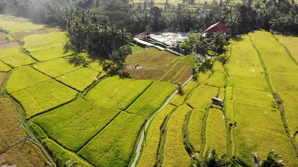 Aerial Rice Fields in Bali, Indonesia