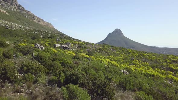 Low altitude drone flight over veldt, bushes and forestry at the bottom of Table Mountain revealing alt