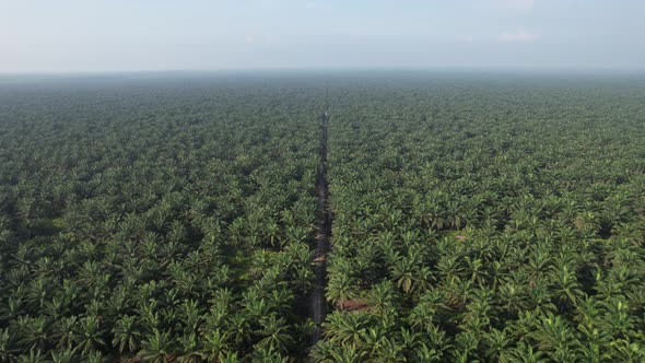 Aerial View of The Palm Oil Estates alt