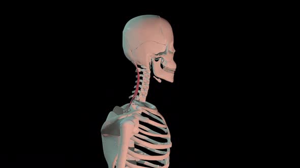 Semispinalis Capitis Muscles Full Rotation Loop alt