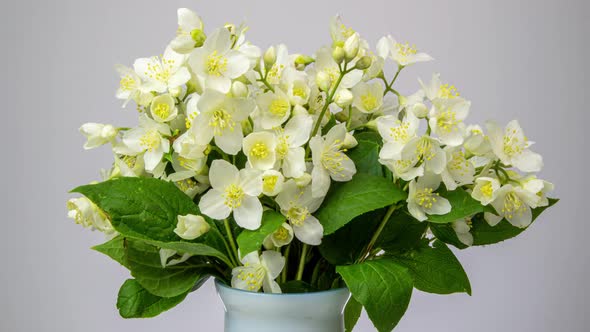 Bouquet of a Beautiful Tree Bush During the Flowering of Jasmine on White Background. Time Laps alt