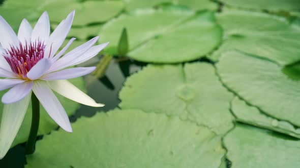 The lotus flowers bloom in the pond and have beautiful green lotus leaves. alt