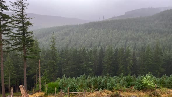 Panning shot of deforestation or forest clearance in irish mountains during foggy grey day - Hiking alt