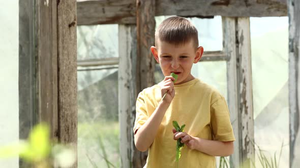 little boy eats fresh spinach outdoors. child chews greens on summer day on rustic background. 