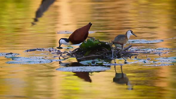 African jacana in Kruger National park, South Africa alt