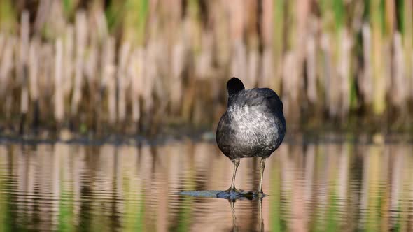 Young common coot Fulica atra, cleans feathers standing on a water