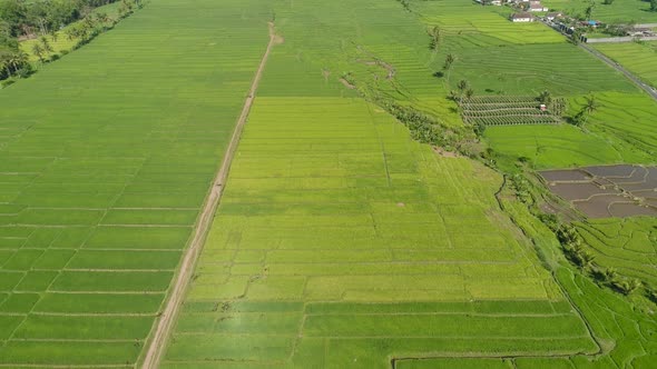 Rice Terraces and Agricultural Land in Indonesia alt