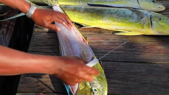 Man's Hand Cut Beautiful Fresh Mahi Mahi Fish Splitting the Fillet From Bones
