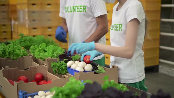 Two Employees of Volunteer Organization Packing Fresh Vegetables Standing in Modern Warehouse Spbd alt