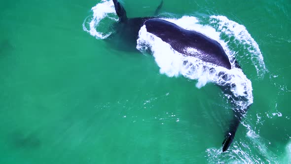 Southern Right whale swims on her back in shallows, and spins around underwater alt