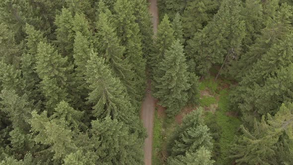 Aerial Drone Runner in the forest