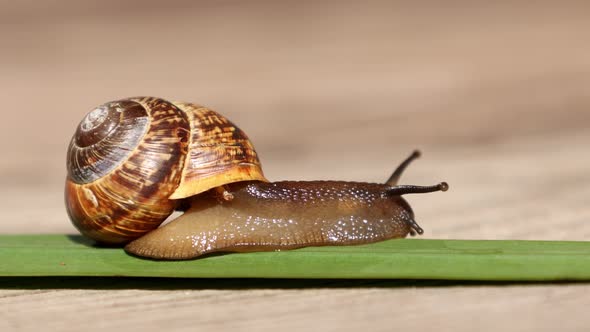 Beautiful Land Huge Snail Crawls Along Green Leaf on Wooden Background on Sunny Day