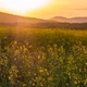 Rapeseed Plantations Against The Backdrop Of The Mountain At Sunset 3 - VideoHive Item for Sale