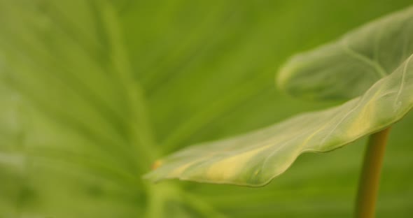 Detail of Alocasia macrorrhizos leaves alt