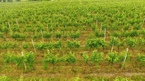 Drone flying over large vineyard rows in Georgian countryside, agriculture alt