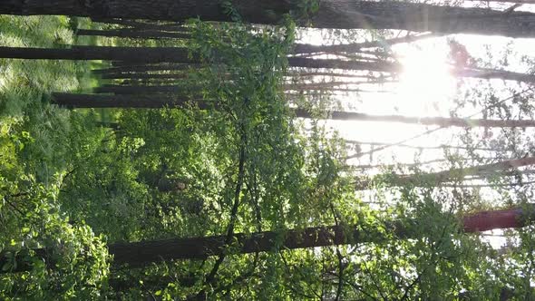 Vertical Video of a Beautiful Green Pine Forest on a Summer Day Slow Motion alt