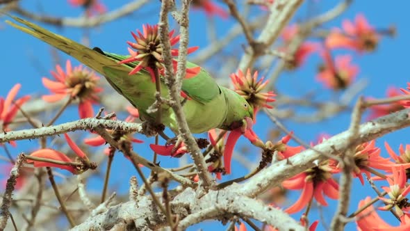 A green Parrot drinks nectar from blooming red flowers alt