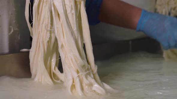 Workers at the Enterprise Make Milk Cheese with Their Hands in Protective Gloves