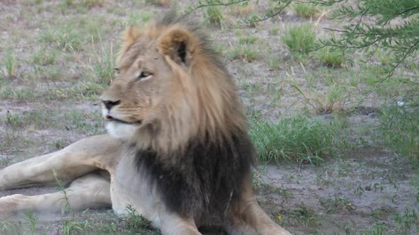 Male lion changing rest position  alt