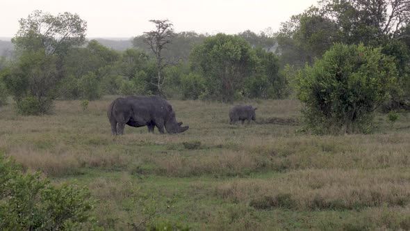 Female Rhinoceros With A Baby Graze In The Meadow And Run Away From Heavy Rain alt