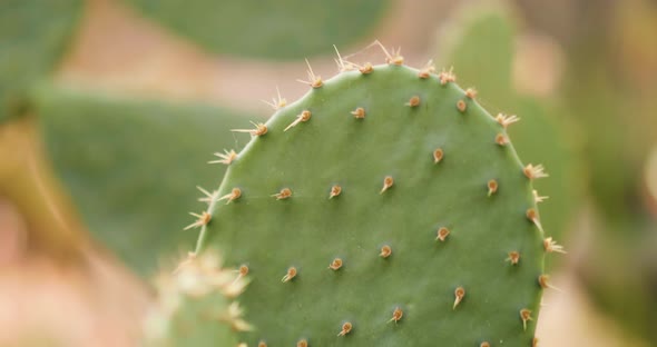 Cactus in the Desert in the Summer