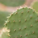 Cactus in the Desert in the Summer - VideoHive Item for Sale