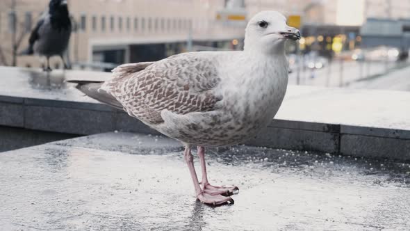 European Herring Gull Pecking Food With City In Background. - close up alt