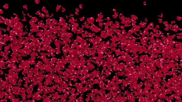 Red Rose Explosion alt