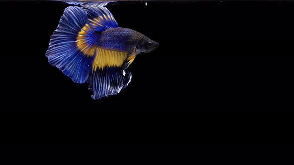 Blue and yellow color Siamese fighting fish alt