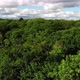 Beautiful flight over the green treetops. Trees sway in the wind. - VideoHive Item for Sale