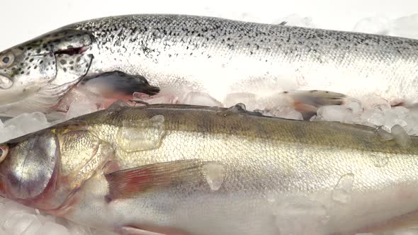 Raw salmon and pike perch with ice. alt
