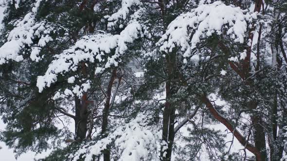 Pine Trees Covered With Snow, Very Cold Day alt