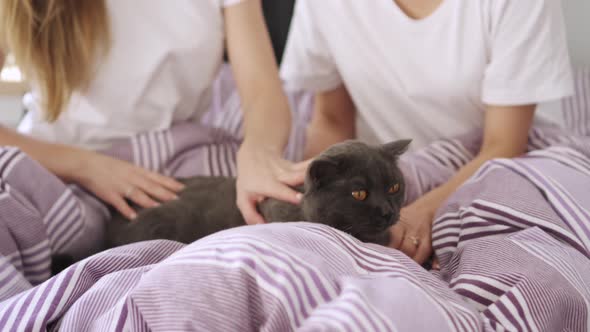 Two Young Women are Playing with a Cat in Bed at Home alt
