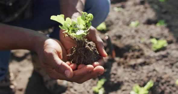 Video of hands of african american man holding seedling alt