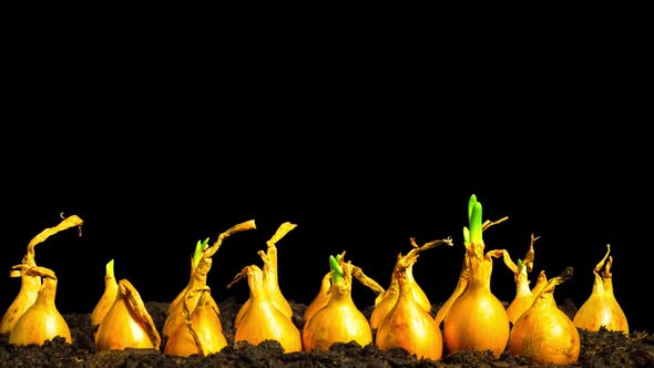 Spring onions growing fast, time-lapse with alpha channel  alt