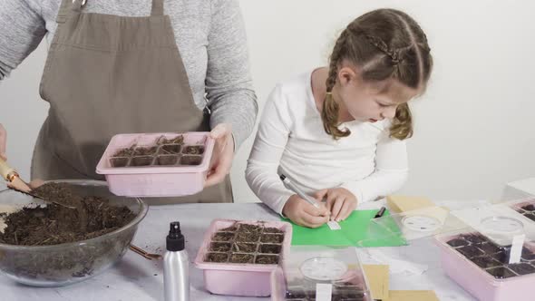 Time lapse. Little girl helping planting seeds in seed propagator with soil. alt
