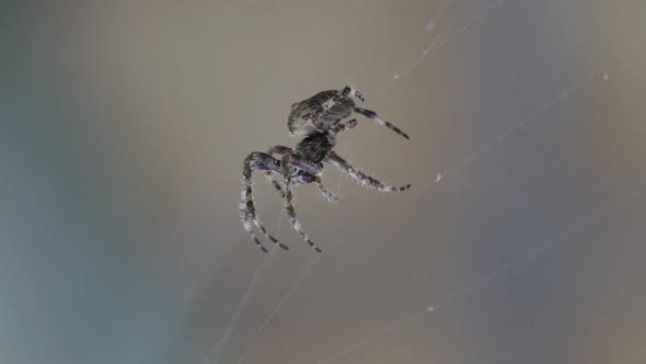 Spider Spinning Web in Super Slowmotion Closeup