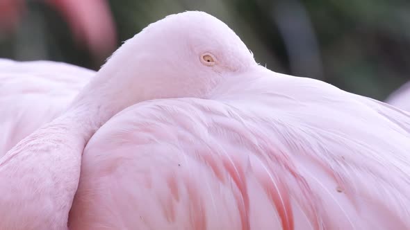 Close view of flamingo with beak tucked under wing alt