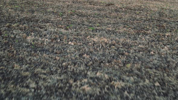 Flight Over the Fields in the Suburbs of St. Petersburg alt