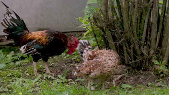 a Family of a Rooster Hen and Three Chickens alt