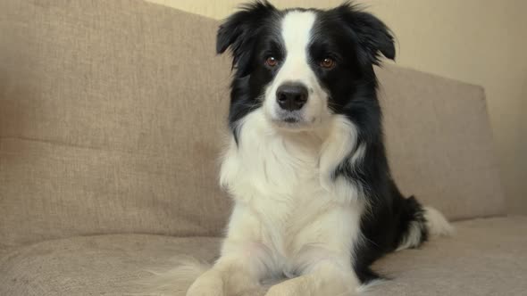 Funny Portrait of Puppy Dog Border Collie Lying on Couch Indoor alt