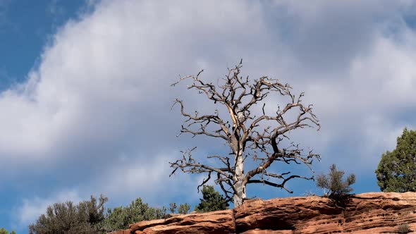 Time lapse of  clouds moving past tree on the horizon in Zion alt