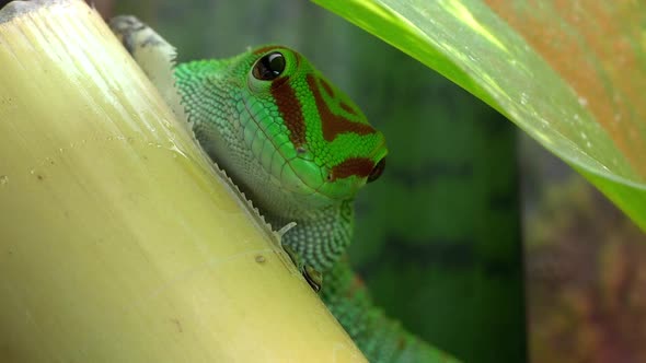 Crimson Giant Day Gecko being fed a snack alt